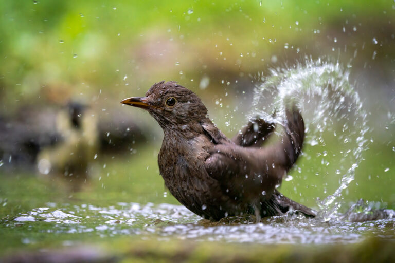 MARIO CIONI - Blackbird-Mario-Cioni